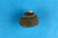 藏品(頭巾黑鐘螺)的圖片